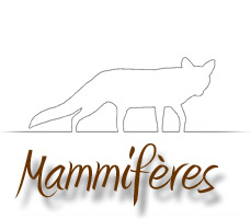 Mammifres